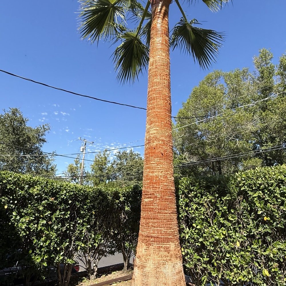 Timberline Tree Care - After - Tree Services Near Me Timberline Tree Care - After - Tree Services Near Me