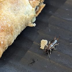 Papa's Kitchen - Hitchhiker on the plate with the vegetarian spring rolls.