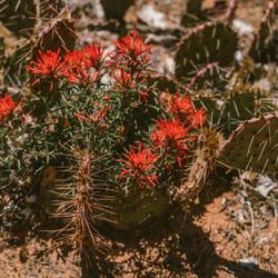 Venture Moab - Beautiful cactus bloom