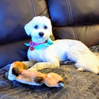 Isela's Pet Grooming - Lucy and Roxy - Pet Groomers Near Me - Whittier, California
