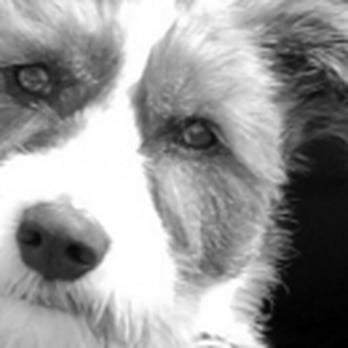 Unleashed Veterinary Care - Veterinarians Near Me - Lanesville, Indiana Unleashed Veterinary Care - Veterinarians Near Me - Lanesville, Indiana