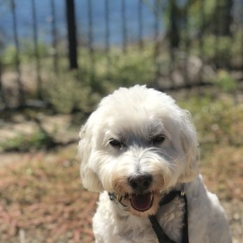 AJ's Au Pair for Pets - Copper - Pet Sitting Near Me