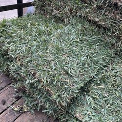 290 Grass