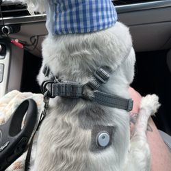 FastTrack Veterinary Urgent Care - The placement of his new freestyle libre