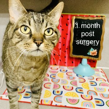 Key City Veterinary Clinic - Veterinarians Near Me - Abilene, Texas Key City Veterinary Clinic - Veterinarians Near Me - Abilene, Texas
