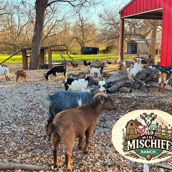 Mini Mischief Ranch - Goats being goats -- playful, curious, and always ready to say hi - Petting Zoos Near Me - Hutto, Texas Mini Mischief Ranch - Goats being goats -- playful, curious, and always ready to say hi - Petting Zoos Near Me - Hutto, Texas