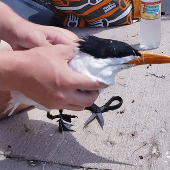 Seaside Seabird Sanctuary - The line was wrapped everywhere around this beautiful bird. Its wings, feet and around its beak. - Animal Shelters Near Me - Indian Shores, Florida Seaside Seabird Sanctuary - The line was wrapped everywhere around this beautiful bird. Its wings, feet and around its beak. - Animal Shelters Near Me - Indian Shores, Florida