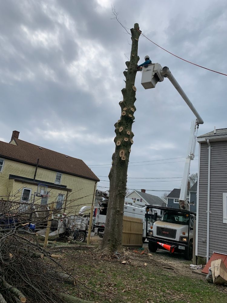 Best Way Tree Service - tree service in Providence, RI