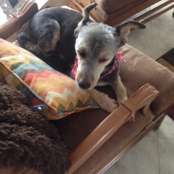 Shandra's Pet Salon - Baxter looking very handsome after his haircut. - Pet Groomers Near Me - Naples, Florida