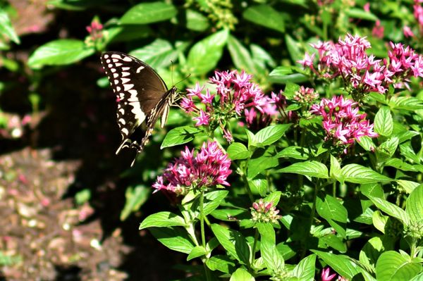 Elizabethan Gardens by null