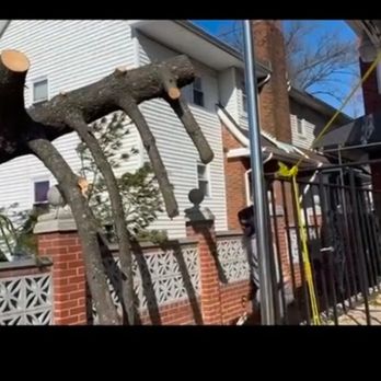 Freeport Tree Services - Tree Services Near Me Freeport Tree Services - Tree Services Near Me