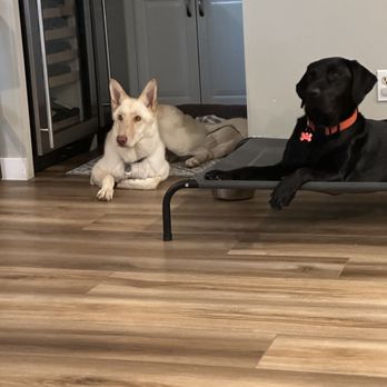 Bar K9 Dog Training - Pet Training Near Me Bar K9 Dog Training - Pet Training Near Me