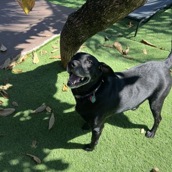 Milo's Daycare & Boarding - Jackson having a great time at Milo's. - Pet Groomers Near Me Milo's Daycare & Boarding - Jackson having a great time at Milo's. - Pet Groomers Near Me