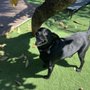Photo of Milo's Daycare & Boarding