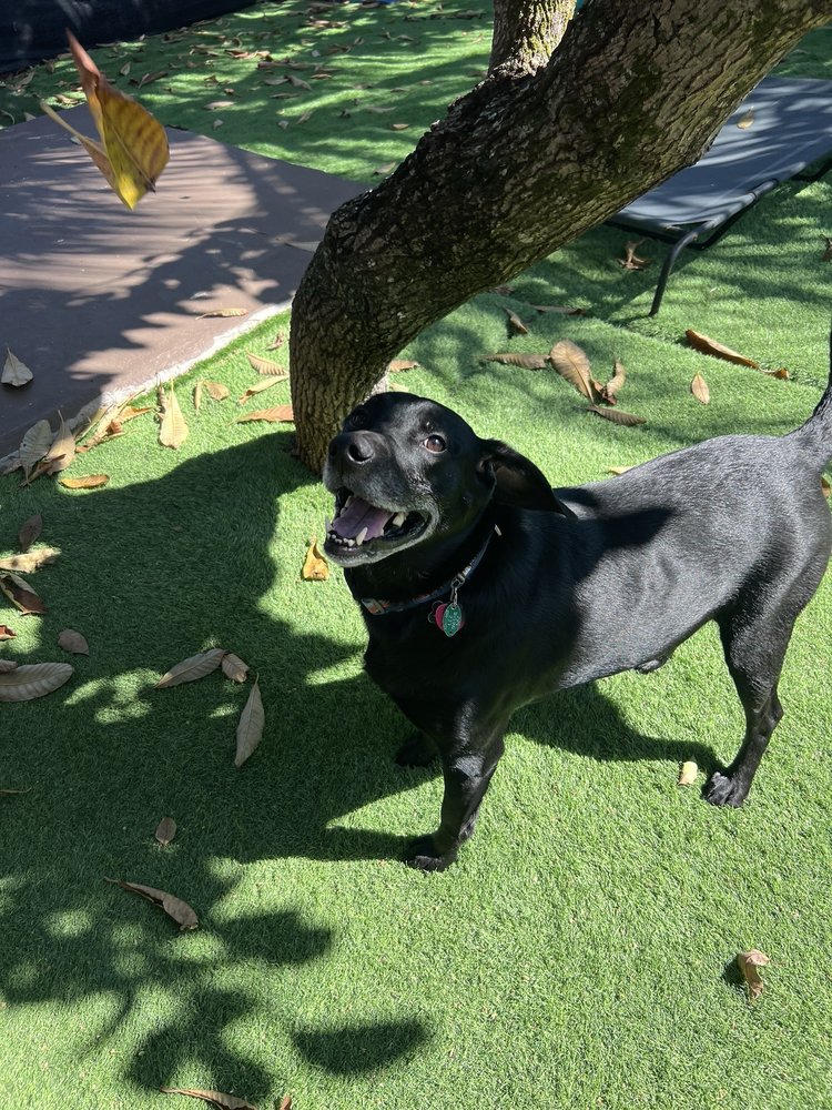 Milo's Daycare & Boarding - pet boarding facility in Princeton, FL