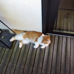 Sternenhof Begegnungsstätte - Gustl der Hofkater