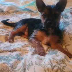 Tennessee Valley Yorkies - The pup I  purchased