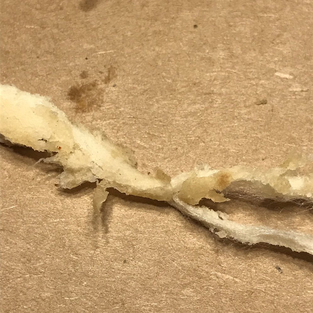 Taco Bell - Cloth of some sorts found in the shell - Fast Food Near Me - Mukwonago, Wisconsin Taco Bell - Cloth of some sorts found in the shell - Fast Food Near Me - Mukwonago, Wisconsin