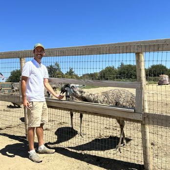 Ostrichland USA - Saying hello to the emus. - Attraction Farms Near Me - Solvang, California Ostrichland USA - Saying hello to the emus. - Attraction Farms Near Me - Solvang, California
