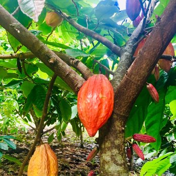 21 Degrees Estate - Cacao - Tours Near Me - Kaneohe, Hawaii 21 Degrees Estate - Cacao - Tours Near Me - Kaneohe, Hawaii