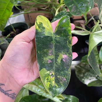 Succulents Empire - Variegated philodendron Burle Marx - Nurseries & Gardening Near Me - Orlando, Florida Succulents Empire - Variegated philodendron Burle Marx - Nurseries & Gardening Near Me - Orlando, Florida