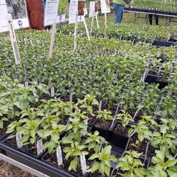 Annual Seeds & Starts sale