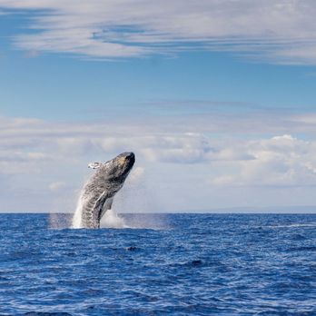 THE MAGIC MERMAN SNORKEL CHARTERS - Updated February 2026 - 138