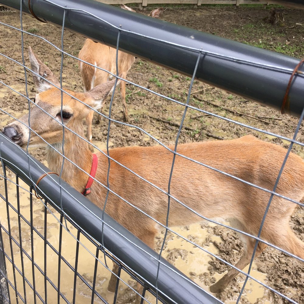 Olentangy Indian Caverns - Petting zoo? - Tours Near Me - Delaware, Ohio