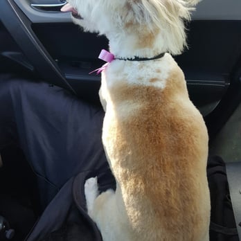 Pet Cuts - Pet Groomers Near Me - San Marcos, California