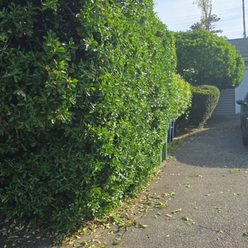 Scerbo’s Landscaping & Lawn Maintenance - Did not trim properly , did not clean properly . - Lawn Services Near Me - Waretown, New Jersey Scerbo’s Landscaping & Lawn Maintenance - Did not trim properly , did not clean properly . - Lawn Services Near Me - Waretown, New Jersey