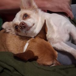 Northside Veterinary Clinic - My Sweet Rescue Dogs that Northside Vet Clinic treats for all their health needs. Brownie and Dolly....