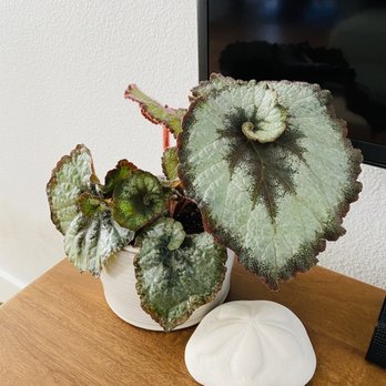 Plantiitas - Escargot Begonia - Home Decor Near Me - Long Beach, California Plantiitas - Escargot Begonia - Home Decor Near Me - Long Beach, California