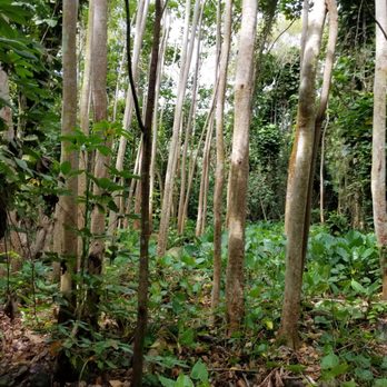 Wailua River State Park - Parks Near Me - Kapaa, Hawaii