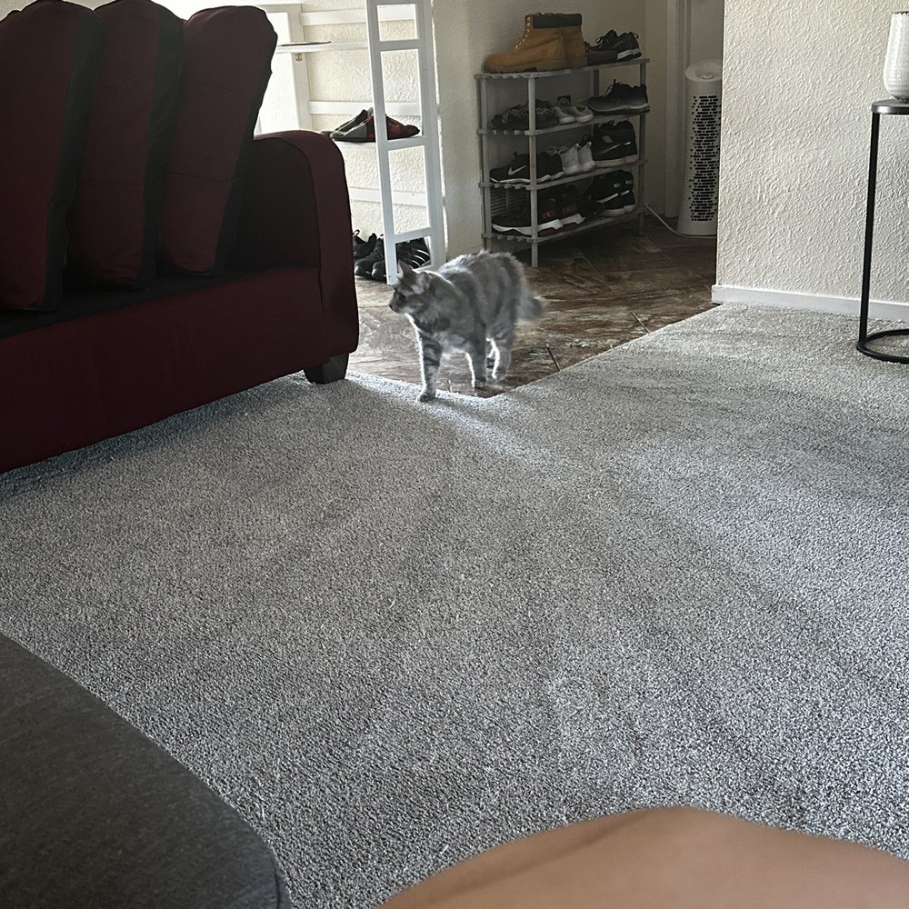 Carpenter's Steam Cleaning - Cat approved - Carpet Cleaning Near Me