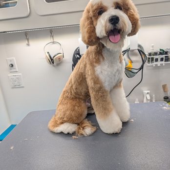 Kritter Kare Spa - Pet Groomers Near Me Kritter Kare Spa - Pet Groomers Near Me