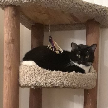 Patti's Critter Care - Moonshine relaxing on the cat condo - Dog Walkers Near Me Patti's Critter Care - Moonshine relaxing on the cat condo - Dog Walkers Near Me