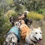 Photo of Colin's Pack