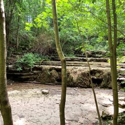 Three Falls Woods