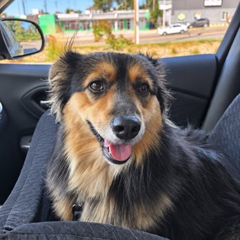 Pawfect Choice - Dog grooming - Pet Boarding Near Me - Omaha, Nebraska Pawfect Choice - Dog grooming - Pet Boarding Near Me - Omaha, Nebraska