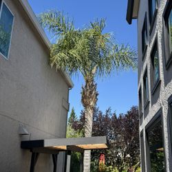 West Tree Service - Before and after