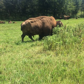 Land Between the Lakes - Buffalo and elk range! - Recreation Centers Near Me - Golden Pond, Kentucky Land Between the Lakes - Buffalo and elk range! - Recreation Centers Near Me - Golden Pond, Kentucky