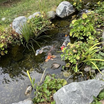 Karma Vineyards - Koi fish pond - Wineries Near Me - Chelan, Washington Karma Vineyards - Koi fish pond - Wineries Near Me - Chelan, Washington