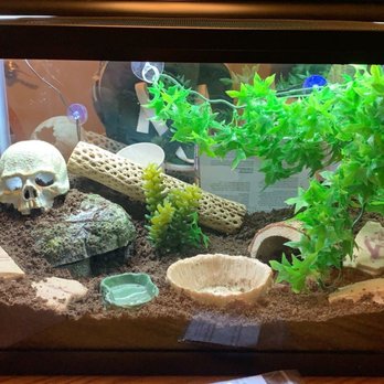 The Serpentarium - Her new cage :)))) emily did most of it and I added a few things and adjusted it - Pet Stores Near Me - Stockton, California The Serpentarium - Her new cage :)))) emily did most of it and I added a few things and adjusted it - Pet Stores Near Me - Stockton, California