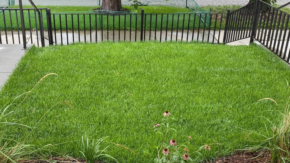 Pro Yard & Landscaping - tree service in Denver, CO