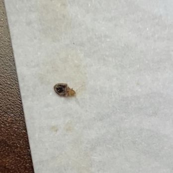 Quality Inn - Bed bug - Hotels Near Me - Appleton, Wisconsin