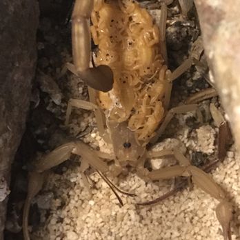 Hatch Pest Control - Female scorpion with 7 day old baby scorpions - Pest Control Near Me