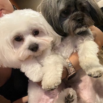 The Pretty Puppy - Pet Groomers Near Me - Ontario, California