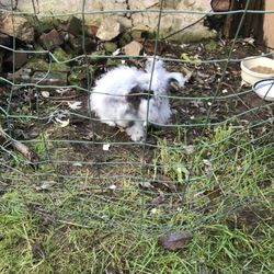Kranz Hill Farm - Bunny at the fall festival