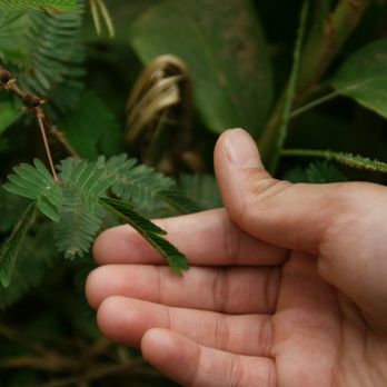 El Yunque Rainforest - Mimosa Pudica closes when you touch it! So cool and also known as the 'touch-me-not' plant. - Hiking Near Me - Luquillo, Puerto Rico El Yunque Rainforest - Mimosa Pudica closes when you touch it! So cool and also known as the 'touch-me-not' plant. - Hiking Near Me - Luquillo, Puerto Rico