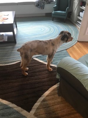 Dogma Grooming + Pet Needs by null